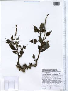Heliotropium indicum L., South Asia, South Asia (Asia outside ex-Soviet states and Mongolia) (ASIA) (Vietnam)