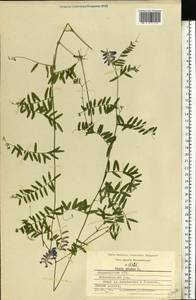 Vicia cracca L., Eastern Europe, Central region (E4) (Russia)