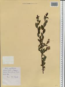 Salix myrtilloides L., Siberia, Western Siberia (S1) (Russia)