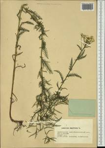 Achillea impatiens L., Siberia, Altai & Sayany Mountains (S2) (Russia)