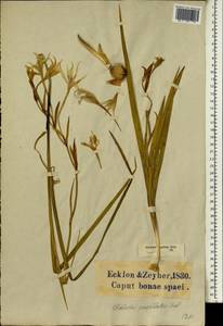 Gladiolus undulatus L., Africa (AFR) (South Africa)