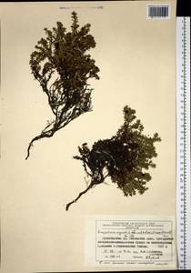 Empetrum nigrum subsp. subholarcticum (V. N. Vassil.) Kuvaev, Siberia, Central Siberia (S3) (Russia)