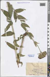 Silene chalcedonica (L.) E. H. L. Krause, Middle Asia, Caspian Ustyurt & Northern Aralia (M8) (Kazakhstan)