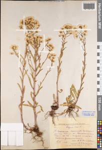 Erigeron acris L., Eastern Europe, Central forest region (E5) (Russia)