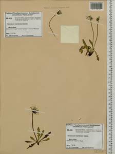 Taraxacum macilentum Dahlst., Siberia, Central Siberia (S3) (Russia)