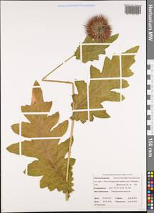 Cirsium kamtschaticum Ledeb. ex DC., Siberia, Chukotka & Kamchatka (S7) (Russia)