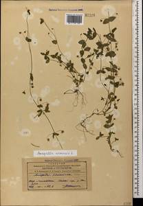 Lysimachia arvensis (L.) U.Manns & Anderb., Caucasus, Azerbaijan (K6) (Azerbaijan)
