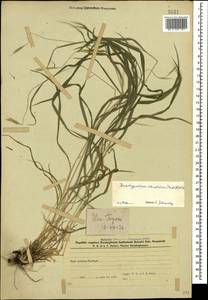 Brachypodium sylvaticum (Huds.) P.Beauv., Caucasus, Azerbaijan (K6) (Azerbaijan)