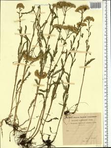 Achillea millefolium L., Eastern Europe, Middle Volga region (E8) (Russia)