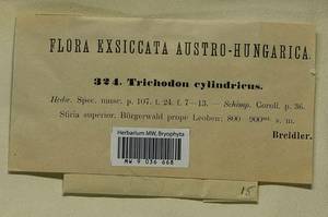 Trichodon cylindricus (Hedw.) Schimp., Bryophytes, Bryophytes - Western Europe (BEu) (Austria)