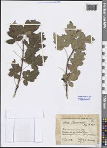 Acer tataricum subsp. semenovii (Regel & Herder) A. E. Murray, Middle Asia, Western Tian Shan & Karatau (M3) (Kazakhstan)