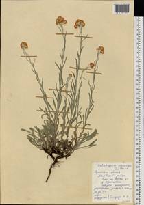 Helichrysum arenarium (L.) Moench, Eastern Europe, North Ukrainian region (E11) (Ukraine)