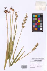 Gladiolus imbricatus L., Eastern Europe, Lower Volga region (E9) (Russia)