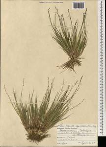 Cleistogenes squarrosa (Trin.) Keng, Mongolia (MONG) (Mongolia)