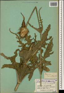 Dipsacus laciniatus L., Caucasus, Armenia (K5) (Armenia)