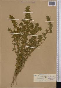 Kirilowia eriantha Bunge, Middle Asia, Western Tian Shan & Karatau (M3) (Kyrgyzstan)