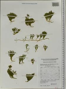 Diphasiastrum alpinum (L.) Holub, Siberia, Russian Far East (S6) (Russia)