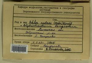Pohlia nutans (Hedw.) Lindb., Bryophytes, Bryophytes - Central forest-and-steppe region (B10) (Russia)