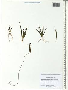 Sagittaria natans Pall., Eastern Europe, Northern region (E1) (Russia)