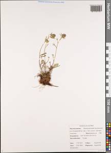 Artemisia furcata M. Bieb., Siberia, Chukotka & Kamchatka (S7) (Russia)