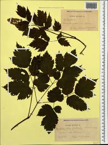 Actaea spicata L., Caucasus, Krasnodar Krai & Adygea (K1a) (Russia)