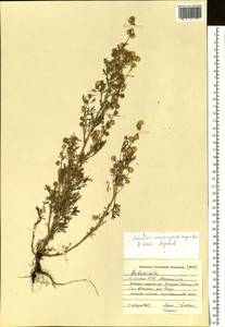 Artemisia macrocephala Jacquem. ex Besser, Siberia, Altai & Sayany Mountains (S2) (Russia)