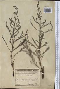 Suaeda microphylla (C. A. Mey.) Pall., Middle Asia, Syr-Darian deserts & Kyzylkum (M7) (Kazakhstan)
