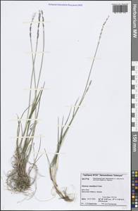 Elymus sajanensis (Nevski) Tzvelev, Siberia, Central Siberia (S3) (Russia)