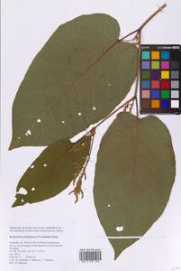 Reynoutria sachalinensis (F.Schmidt) Nakai, Siberia, Russian Far East (S6) (Russia)