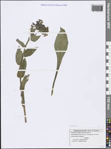 Pulmonaria mollis Wulfen ex Hornem., Eastern Europe, Middle Volga region (E8) (Russia)