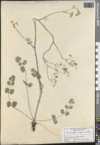 Pimpinella tragium Vill., South Asia, South Asia (Asia outside ex-Soviet states and Mongolia) (ASIA) (Turkey)