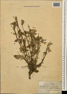 Campanula sarmatica Ker Gawl., Caucasus, Dagestan (K2) (Russia)