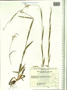 Luzula parviflora (Ehrh.) Desv., Siberia, Russian Far East (S6) (Russia)