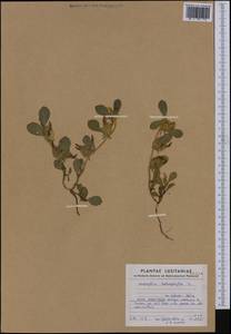 Tripodion tetraphyllum (L.)Fourr., Western Europe (EUR) (Portugal)