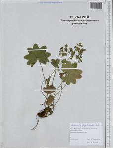 Alchemilla glyphodonta Juz., Eastern Europe, Northern region (E1) (Russia)