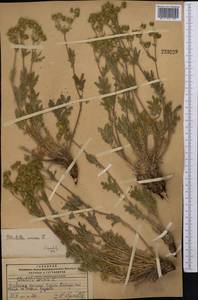 Potentilla sericea L., Middle Asia, Pamir & Pamiro-Alai (M2) (Kyrgyzstan)