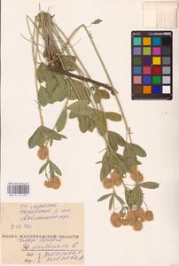 Trifolium montanum L., Eastern Europe, Lower Volga region (E9) (Russia)
