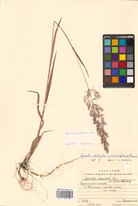 Agrostis stolonifera L., Siberia, Russian Far East (S6) (Russia)