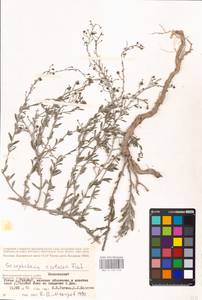 MHA 0 159 558, Scrophularia cretacea Fisch., Eastern Europe, Lower Volga region (E9) (Russia)