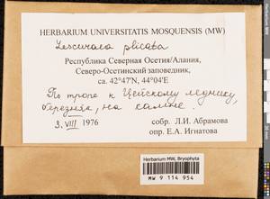 Lescuraea plicata (Schleich. ex F. Weber & D. Mohr) Lindb., Bryophytes, Bryophytes - North Caucasus & Ciscaucasia (B12) (Russia)