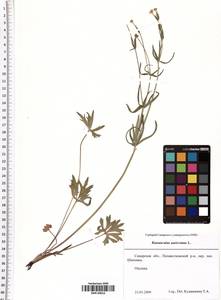Ranunculus auricomus L., Eastern Europe, Middle Volga region (E8) (Russia)