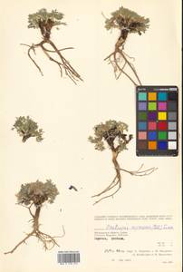 Oxytropis nigrescens (Pall.) Fisch. ex DC., Siberia, Chukotka & Kamchatka (S7) (Russia)