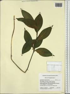 Ruscus hypoglossum L., Western Europe (EUR) (Bulgaria)
