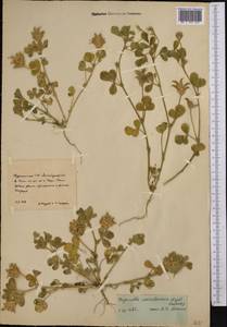 Trigonella coerulescens (M.Bieb.) Halácsy, Middle Asia, Kopet Dag, Badkhyz, Small & Great Balkhan (M1) (Turkmenistan)