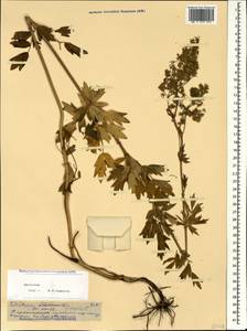 Thalictrum simplex L., Caucasus, Dagestan (K2) (Russia)