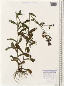 Campanula sibirica subsp. hohenackeri (Fisch. & C.A.Mey.) Damboldt, Caucasus, Stavropol Krai, Karachay-Cherkessia & Kabardino-Balkaria (K1b) (Russia)
