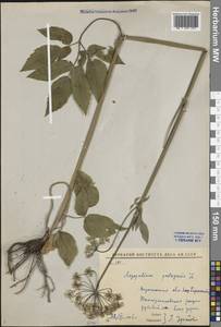 Aegopodium podagraria L., Eastern Europe, Central forest-and-steppe region (E6) (Russia)