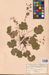 Alchemilla cymatophylla Juz., Eastern Europe, Moscow region (E4a) (Russia)