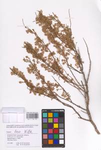 Tamarix laxa Willd., Middle Asia, Caspian Ustyurt & Northern Aralia (M8) (Kazakhstan)