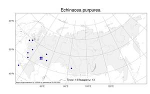 Echinacea purpurea (L.) Moench, Atlas of the Russian Flora (FLORUS) (Russia)